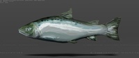 Atlantic Salmon - Shading