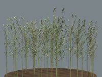 Long grass, more plants