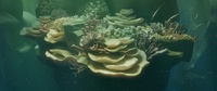 Reef shot v01