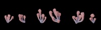 Coral Sponges