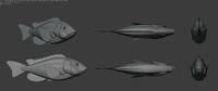 Ballan Wrasse Model Sheet Topology