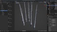 Birch Trees