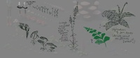 plants_notes.jpg