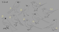 Western Yellow Wagtail concepts