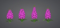Foxgloves