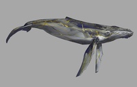 Whale Final Design