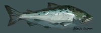 atlantic salmon painted concept
