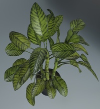 警卫室植物