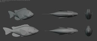 Ballan Wrasse Model Sheet