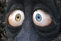 Franck on Wednesday, close-up of his peepers