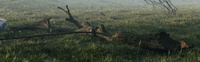 Refined branch in the grass