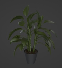 办公室植物