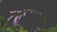 09_015_A - Blooming animation