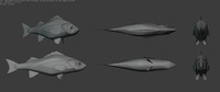 European Sea Bass Model Sheet Topology