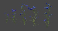Harebell flowers
