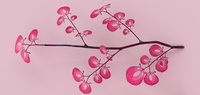 Pink leaves on branch