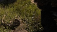 A rope in the grass, lighting test