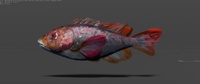 Ballan Wrasse - Shading