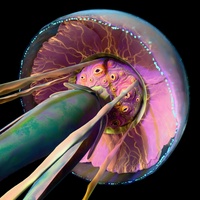 One - Base Shading Eye Region