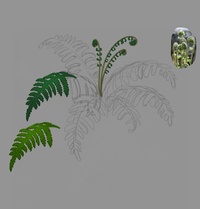 Bracken fern concept