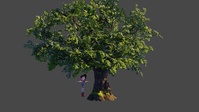 Oak tree 1: First stage