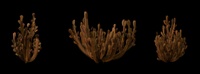 Coral Flower