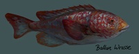 ballan wrasse painted concept