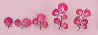 Pink leaves: variations