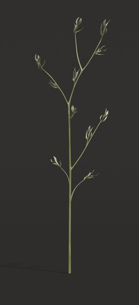 Long grass, single plant