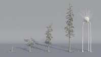 Tree Model Arrangements Tests 05