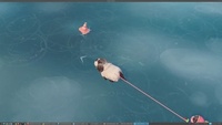 Carp in the pond