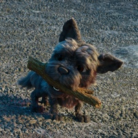 秋天 - 毛皮調整