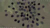 A whole flock of sims