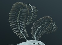 阿爾法進行中 13 - 觸角材料更新