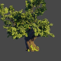 Oak tree 3: Trunk model and basic branches