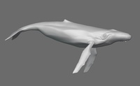 Whale Design V030 - Stylization