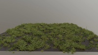 Grass growing test 02