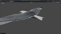 Seagull Review Angles