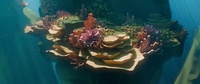 Reef shot v07