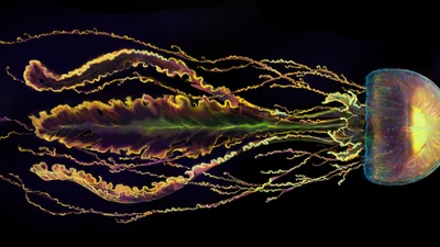 One - sideview concept