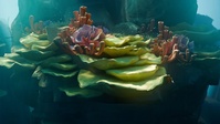 Reef shot v16 - Animation render