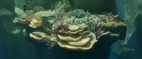 Reef shot v02